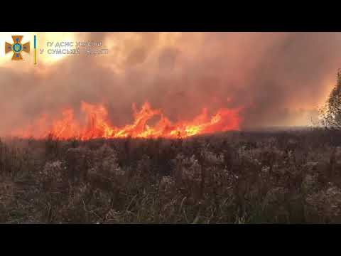 На Недригайлівщині ліквідовуючи пожежу на відкритій території вдалось врятувати лісовий масив та житловий сектор