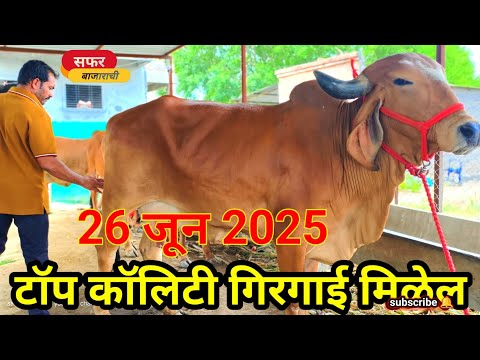 टॉप कॉलिटी गिरगाई मिळेल || गिर गाय कुठे मिळतात येवढ्या स्वस्त दरात@safarBazaarachi5204