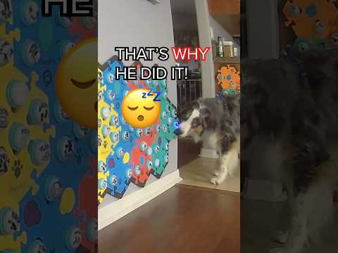 So THAT’S Why My Talking Dog Did That! #letsgoripley #talkingdog #australianshepherd