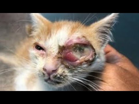 Removing Botfly Maggot From Tiny Cat's Eye (Part 13)