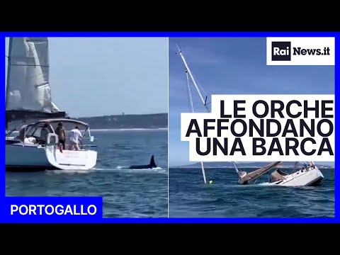 Portogallo, branco di orche affonda una barca a vela vicino a Lisbona