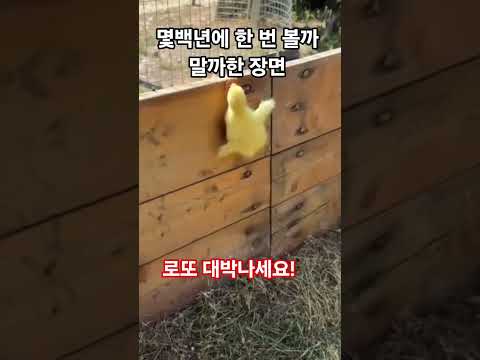 몇백년에 한 번 볼까 말까한 장면