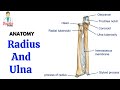 Upper Limb Anatomy and Function