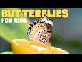 Butterfly Biology and Ecology