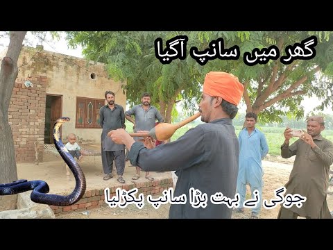 Azhar jogi catching a big Sanke at village home | new video king Cobra tv | Naag Jogi
