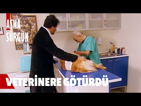 Köpeğini veterinere götürdü… - Aşka Sürgün En Efsane Sahneler