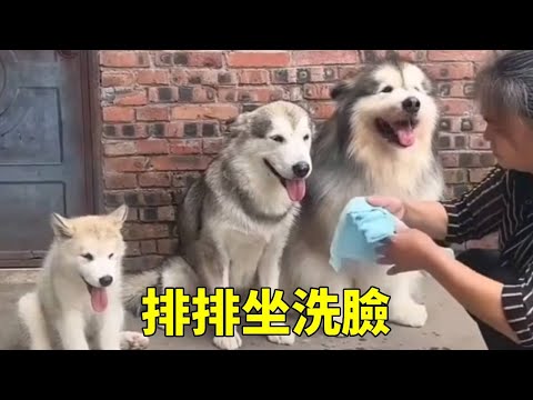 狗狗们真的也很配合奶奶，只要是奶奶来洗脸就会自觉站成一排，等奶奶来擦脸！【梁彬家的汪星人】