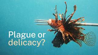 YouTube video thumbnail: The Fish Everyone Wants Dead
