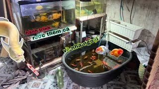 Hành trình đi lấy Rất Nhiều Cá Cảnh Mới và cập nhật tất cả Cá Cảnh Của Ông Ngoại đang nuôi / Bảo pet