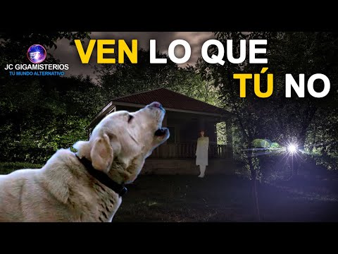 12 COSAS que los PERROS son CAPACES de VER y SENTIR pero TÚ NO