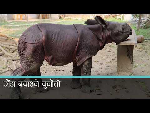 चालु आर्थिक वर्षमा मात्रै २३ वटा दुर्लभ एकसिंगे गैंडाको मृत्यु