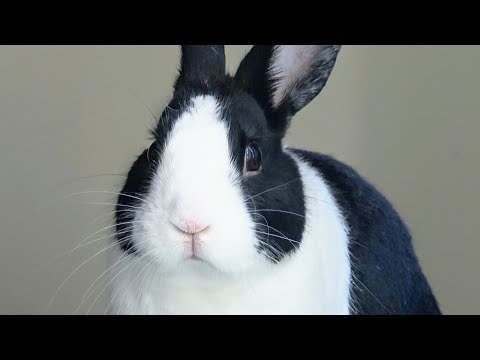 HOW MANY TIMES I CAN KISS A RABBIT