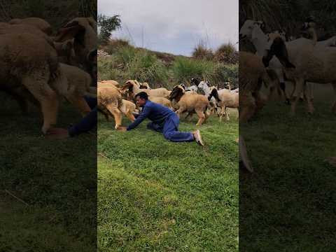 Man Thief the sheep 🐑😳 Wait End.. #trending #shorts #youtubeshorts