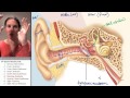 Middle Ear and Sound Perception