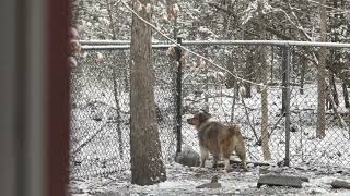 Vesper and the fox (third video)
