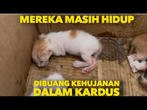 TERNYATA MEREKA MASIH HIDUP DIBUANG DALAM KARDUS KEHUJANAN