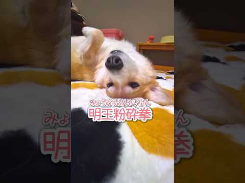 👤ハルシネーションとは。 #柴犬スティーブ