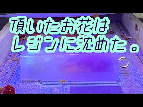 thumbnail_J9D5cARqwTU
