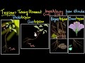 Plant Tropisms and Movements