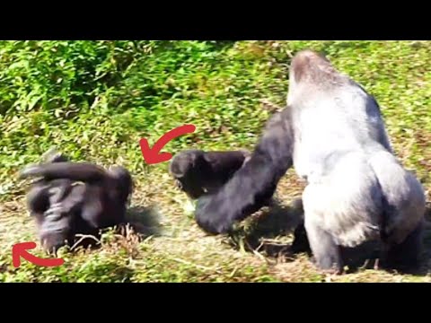 Ringo Rolls Past Dad—D'jeeco Can't Catch Him! 😆🐵林戈快速滾過爸爸前面，迪亞哥抓不住！