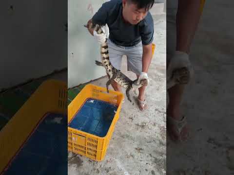 How crocodiles are raised on farms #shorts #crocodiles