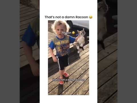 That's not a damn racon #shorts #cat
