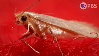 Clothes Moths Got Your Sweater? There’s a Wasp for That | Deep Look