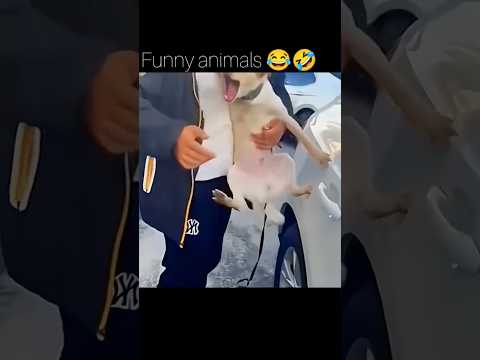 funniest #short #video #funny #funnyanimals