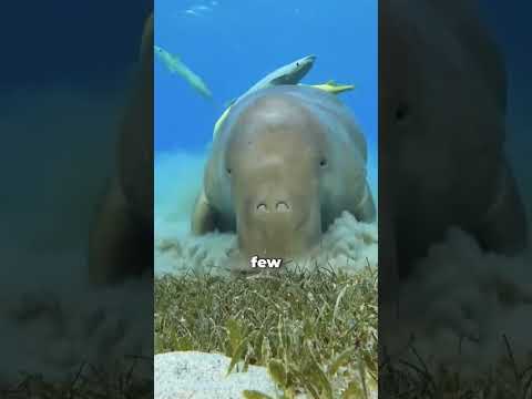 Why Do Manatees Love Freshwater So Much!?