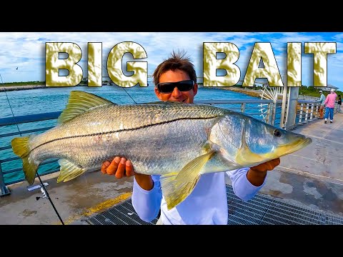 Fishing Big Bait for Snook-Zilla and more | Jetty Fishing |