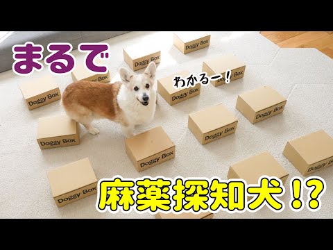 愛犬の嗅覚を試してみたら、カッコ良すぎました！