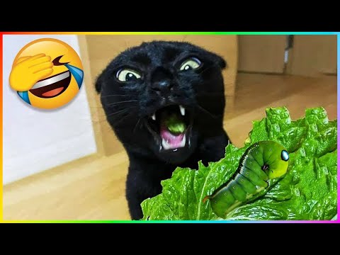 Best Funny Dog And Cat 2023 😍🐶😻 Skibidi Toilet Cat and Dog 🤩 Funniest Animals #272