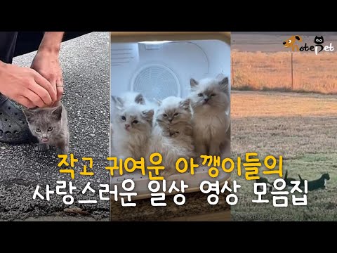 작고 귀여운 아깽이들의 사랑스러운 일상