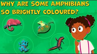 I WONDER Why are some Amphibians so Brightly Coloured | Fun Facts about Amphibians | Animals Facts