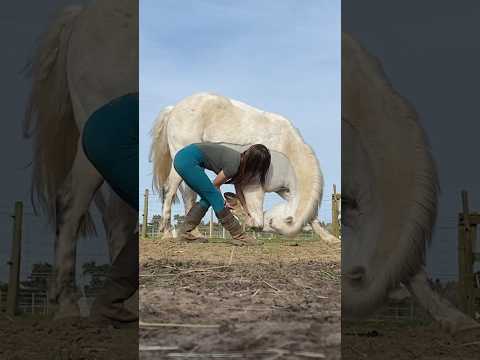 TEACHING MY HORSE TO BOW 🦄❤️ #shorts #love #liberty #pony #horsemanship