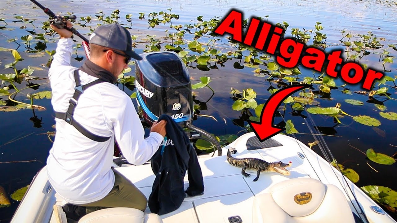 Accidentally Catching and Releasing ALLIGATOR! (Dangerous)