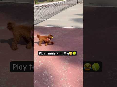 We’ve been playing tennis wrong 😂😂 Mia is playing it professional way 😂🐶🎾#puppy #cute #dog