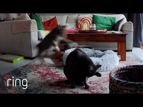 Younger Cat Planned its Ambush on an Older Cat With Patience | RIngTV