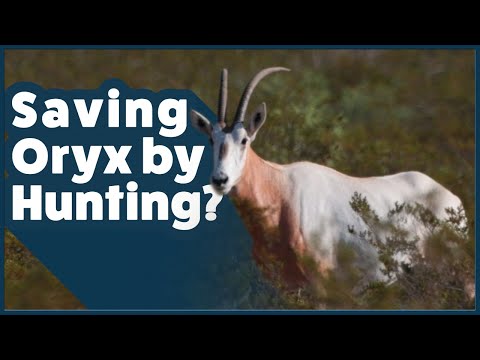 Hunting the Scimitar-Horned Oryx: Conservation in West Texas