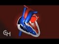 Human Heart Anatomy and Function