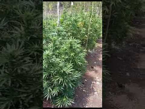 Falmouth Jamaica Weed Farm Tour