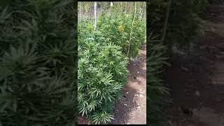 Falmouth Jamaica Weed Farm Tour