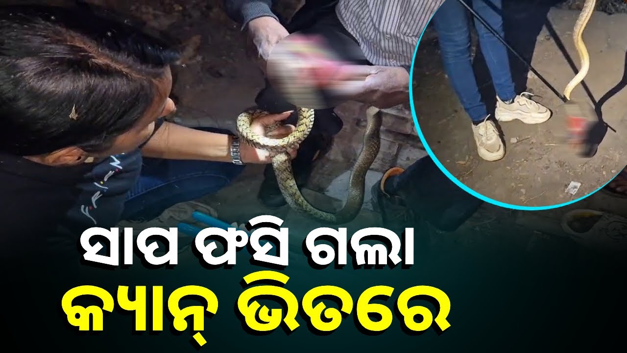 ନିହାରିକା ନଥିଲେ କଣ ବଞ୍ଚି ପାରିଥାନ୍ତା ସାପର ଜୀବନ || Knews Odisha