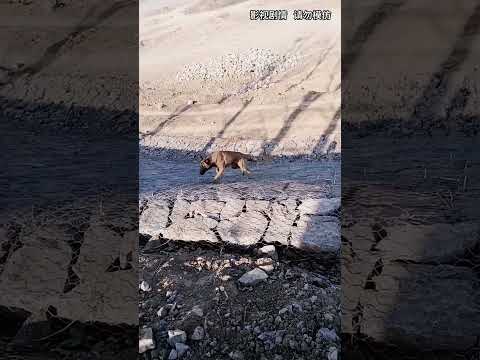 #狗是人类最忠诚的朋友 #万物皆有灵性 #萌宠