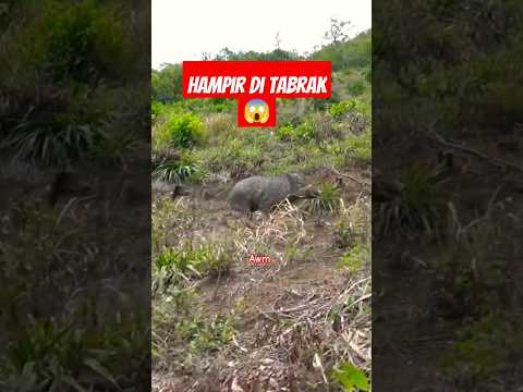 Hampir Di Kejar raja Babi hutan