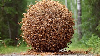 How to Make Ants Start Killing Themselves