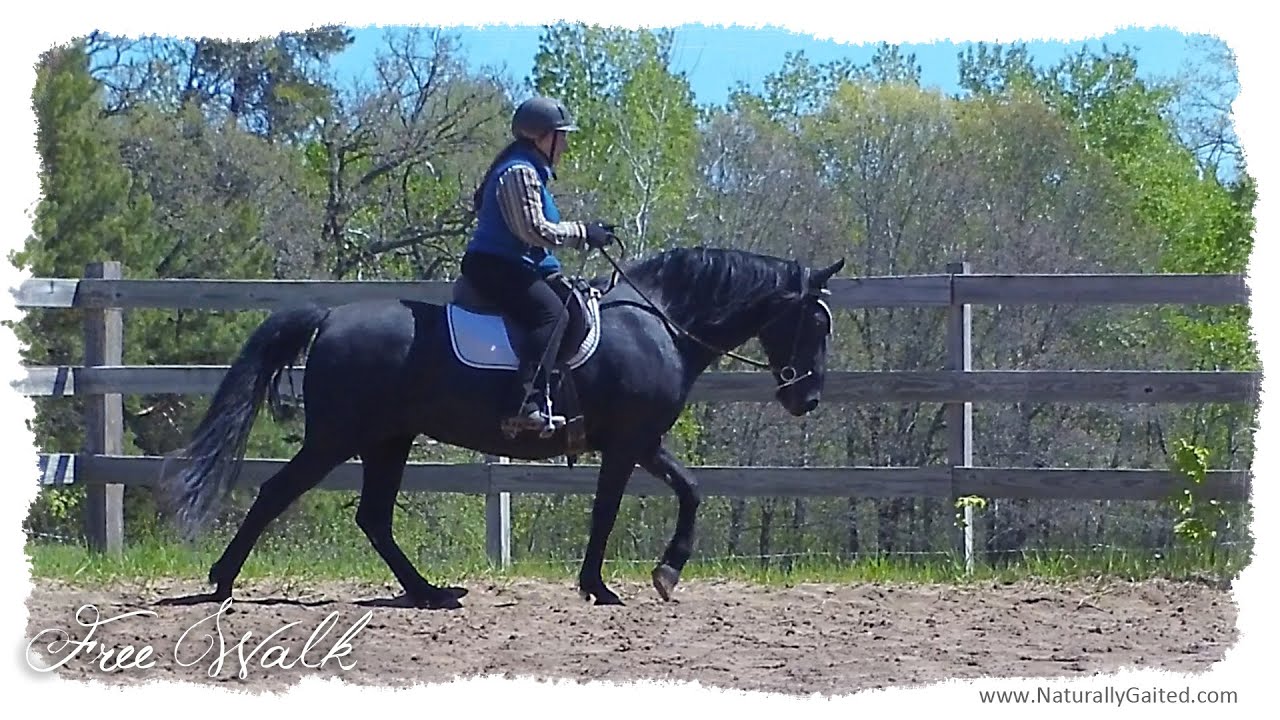 Dressage For The Gaited Horse