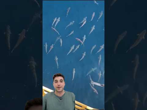 Lanzó una Gopro al mar 😱 #Playa #curiosidades #animales #pesca #peces #naturaleza #sea