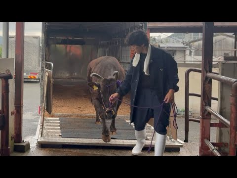 21歳のお婆さん牛を出荷しました