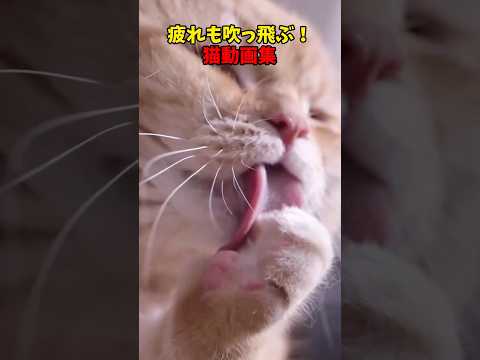 猫の動画サムネイル - 疲れも吹っ飛ぶ！ #猫 #cat #cats #cute